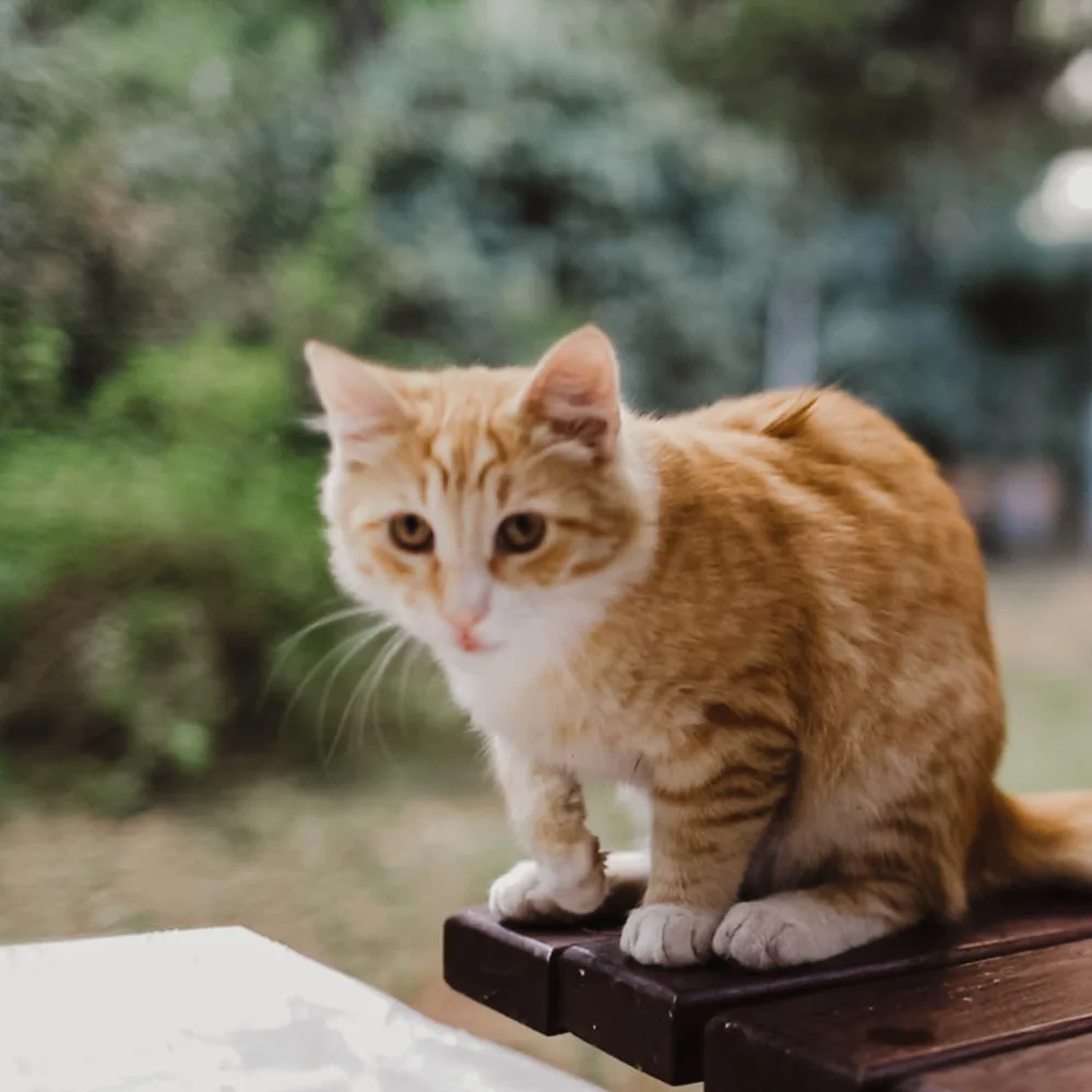 A ginger cat that wandered into the OmmaWorks team offsite